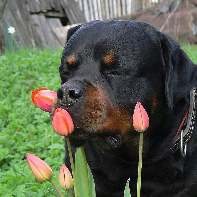 Ротвейлер нюхает цветы.
