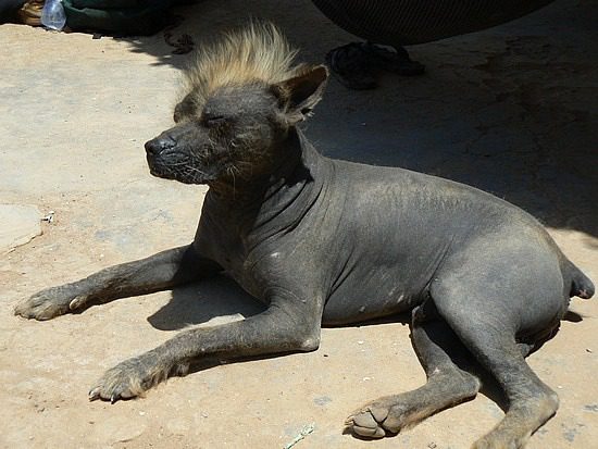 Перуанская голая собака греется на солнышке.