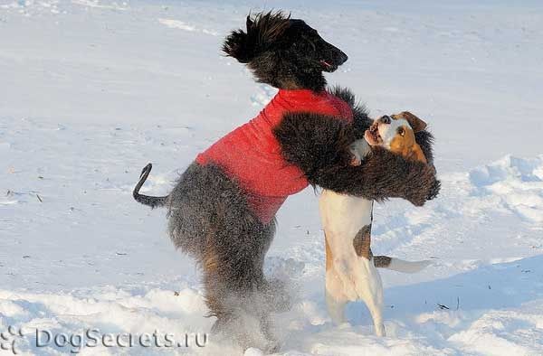 Афганская борзая играет в снегу.