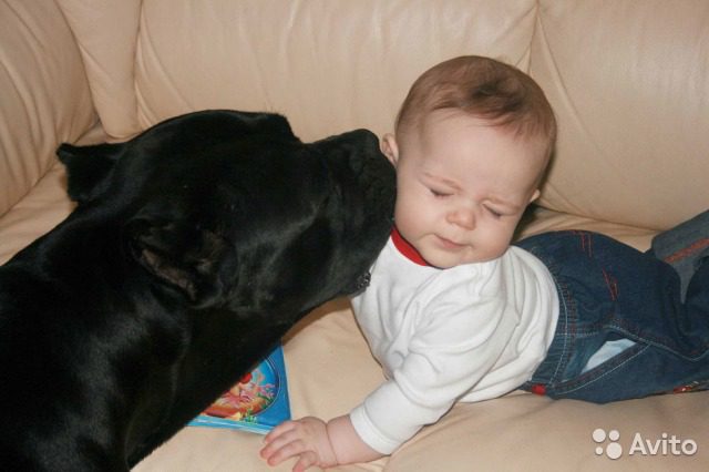 Кане-корсо целует малыша.