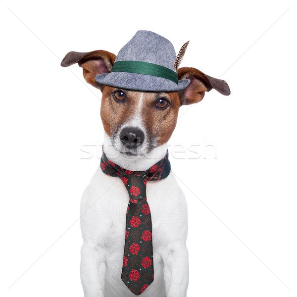 Джек-рассел-терьер в шляпе и галстуке.