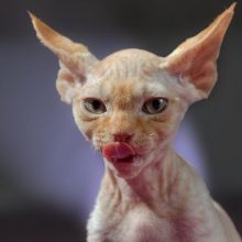 Смешные корниш-рексы (30 фото)