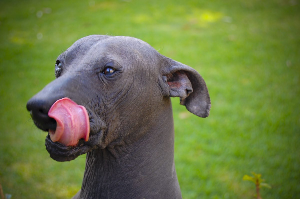 Перуанская голая собака с высунутым языком.