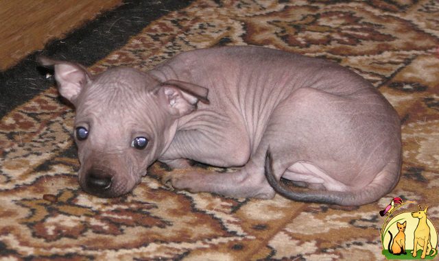Грустная перуанская голая собака.
