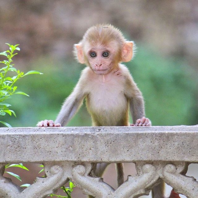 Красивые обезьянки картинки