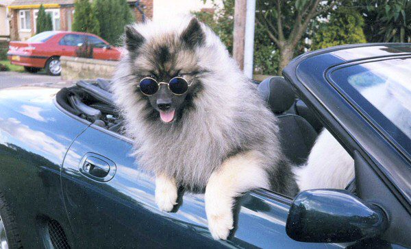 Кеесхонд в солнечных очках едет в автомобиле.