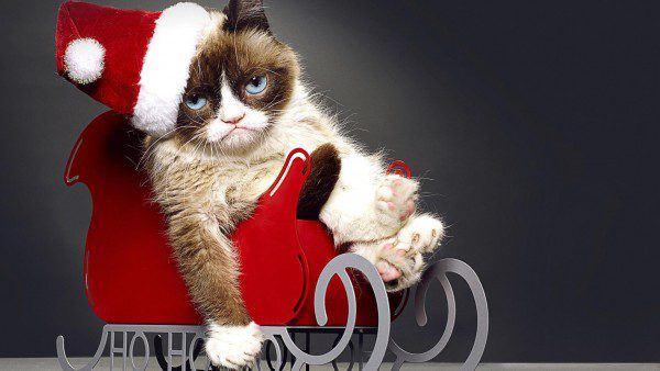 Недовольный кот в новогодних санях
