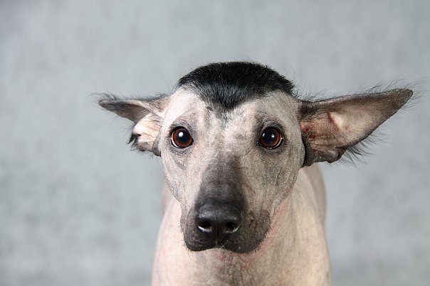 Перуанская голая собака с модной прической.