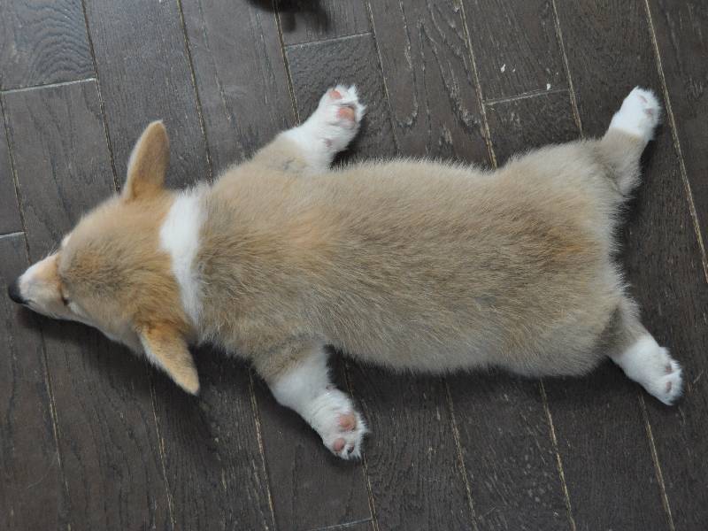 Вельш-корги заснул на полу.