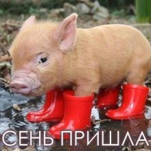 Приколы про осень. (11 фото)