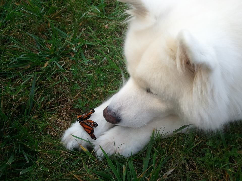 Самоед увидел бабочку.