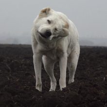 Смешные алабаи (14 фото)