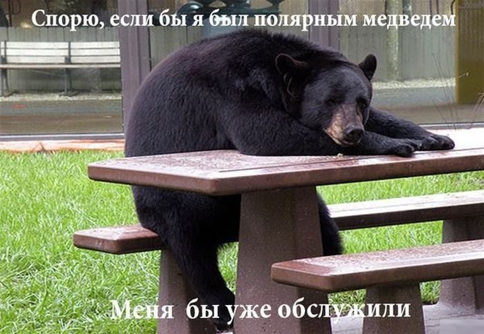 Медведь На Улице Фото