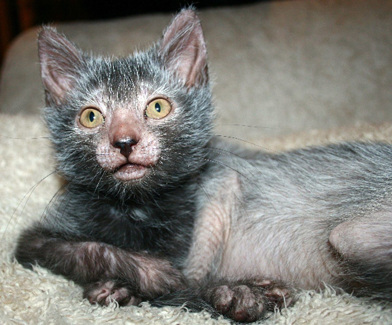MANDATORY CREDIT: B. Gobble/Rex Features. Only for use in story about Lykoi cats. Editorial Use Only. No stock, books, advertising or merchandising without photographer's permission Mandatory Credit: Photo by B. Gobble/REX (3559622a) The Lykoi 'werewolf' cat The Lykoi 'werewolf' cat, Tennessee, America - 11 Feb 2014 FULL COPY: http://www.rexfeatures.com/nanolink/okqx Be prepared, the werewolf cat is about to rise up and take over the world - or is it a Wolverine imitator? A new breed of cat with a likeness to the mythical creatures is becoming the latest craze for pet owners. The Lykoi cat is a natural mutation from a domestic shorthair that, with no hair on its face, has the appearance of a horror movie character. It is now being championed by a group of breeders spearheaded by Tennessee-based Lykoi specialist Johnny Gobble and his family. Mr Gobble says Lykois began as a mix of a natural occurring Sphynx cat mutation and a black domestic shorthair, with the first litter being born in July 2010. He explains: The mutation has occurred in other cats, but to date, no reports of anyone starting a breed have been made. VIDEO: http://www.youtube.com/watch?v=jW6fzdWX-Kw