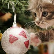 Новогодние статусы для одноклассников и вконтакте 2017 ( 23 статуса )