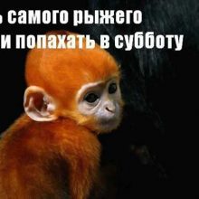 Прикольные картинки про субботу (43 фото)