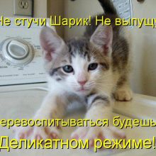 Прикольные картинки о животных (90 фото)