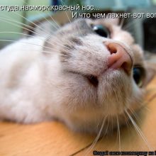 ΠΡΠΈΠΊΠΎΠ»ΡΠ½ΡΠ΅ ΠΊΠ°ΡΡΠΈΠ½ΠΊΠΈ ΠΏΡΠΎ ΠΏΡΠΎΡΡΡΠ΄Ρ (19 ΡΠΎΡΠΎ)