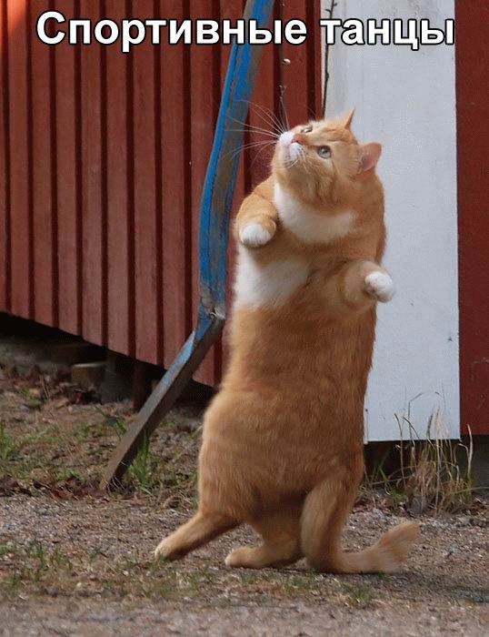 cat-sport-dancing