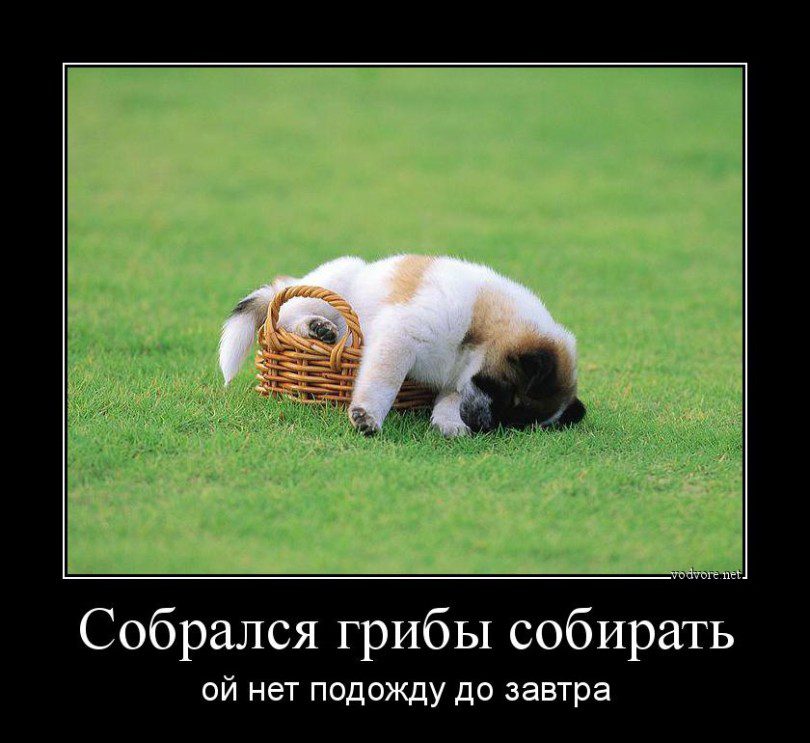 Картинки демотиваторы смешные позитивные