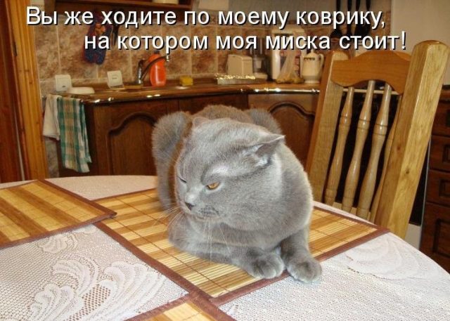 Суп с котом картинки