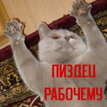 Прикольные картинки про животных о пятнице (32 фото)