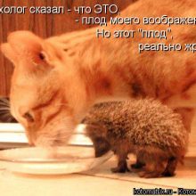 Прикольные картинки про котов с надписями прикольными (65 фото)