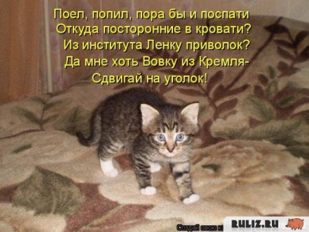 Картинки которые двигаются про котят