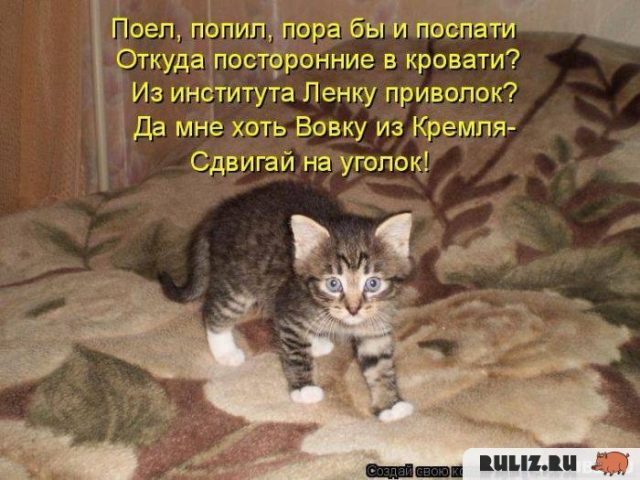 Самая гуманная смерть для котят