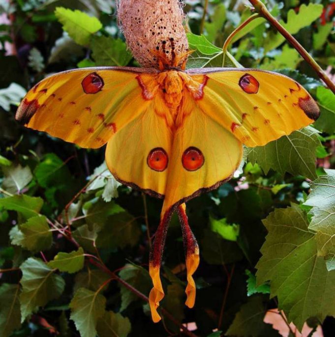 Самая большая бабочка в мире фото название
