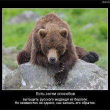 Прикольные картинки про медведя (38 фото)