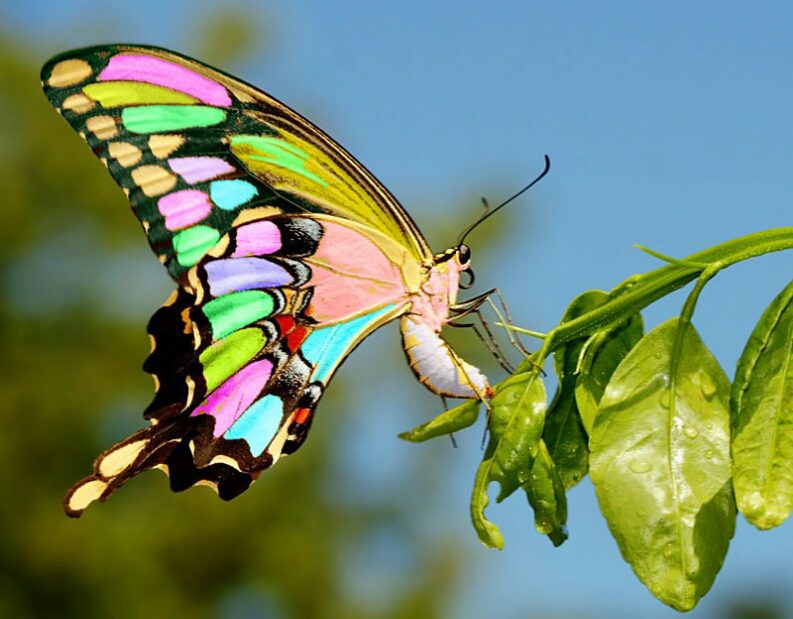 Митральная бабочка фото