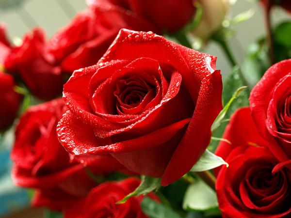 Открытки с розами на День Рождения (50 штук)