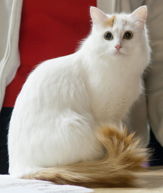 Красивая Белая Кошка Фото