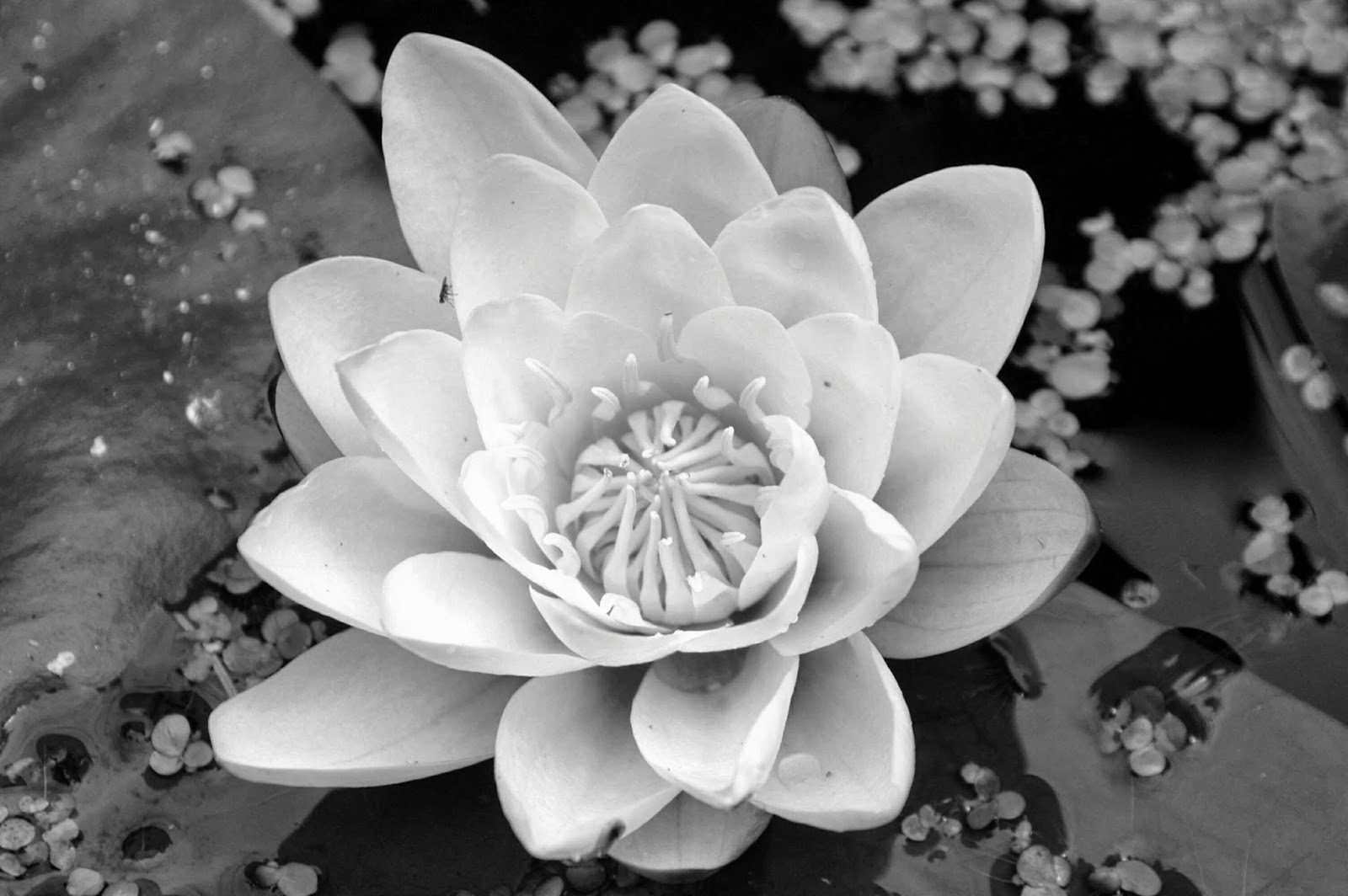 Картинки природа в черно белом цвете