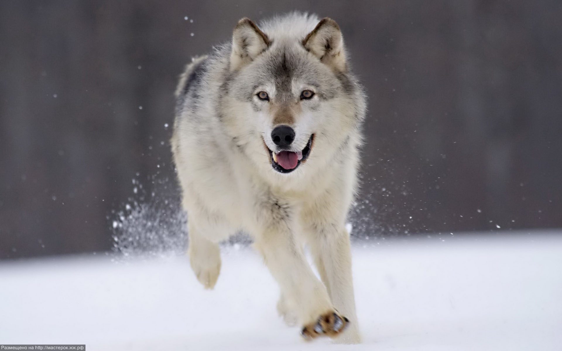 Красивые картинки волки (40 фото) 🔥 Прикольные картинки и юмор