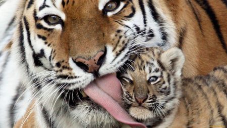 Тигры любовь картинки красивые