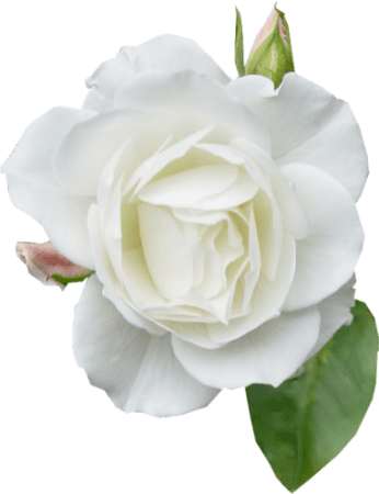 Красивые цветы на белом фоне