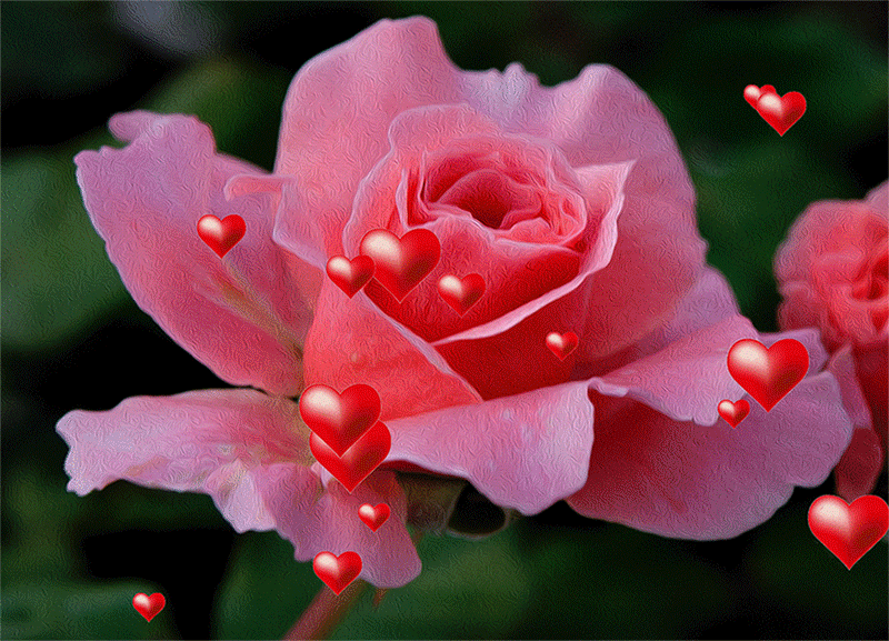 Красивая розы гиф. Анимационные цветы. Живые розы. Цветочек живой. Мерцающие цветы.