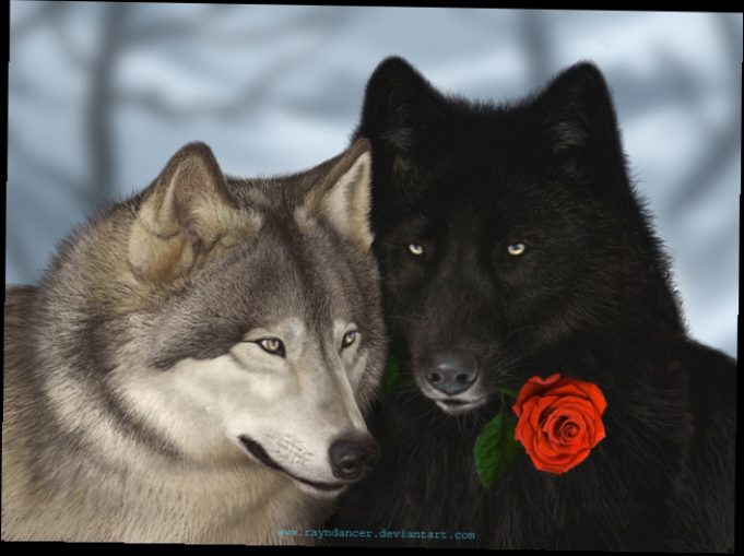Фото с волками красивые на заставку