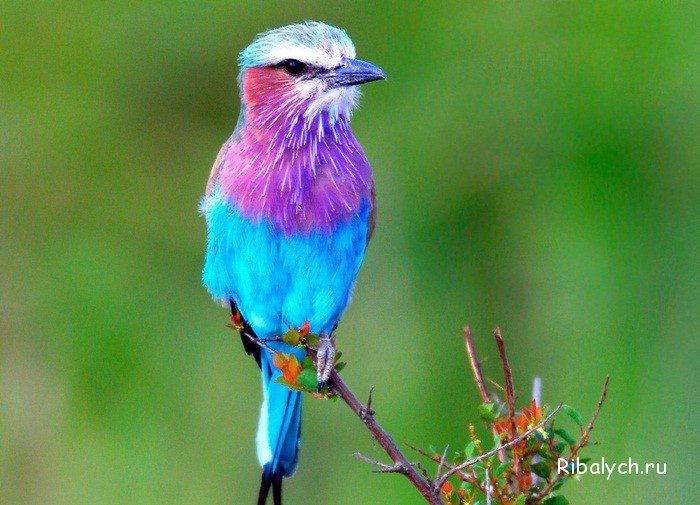 Картинки красивые птицы (35 фото) 🔥 Прикольные картинки и юмор