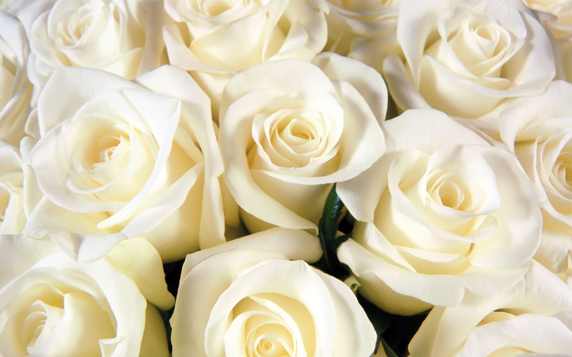 Открытки букет белых роз для женщины - фото и картинки уральские-газоны.рф