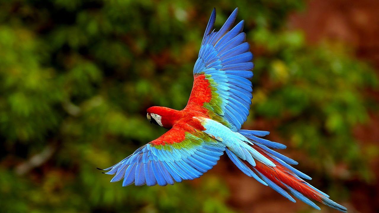Красивые Птицы Мира Фото