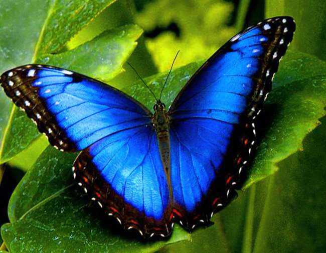 Самые красивые бабочки. Детская энциклопедия Цена: р. - эталон62.рф