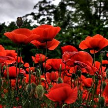 Картинки красивые цветы 1366х768 (65 фото)
