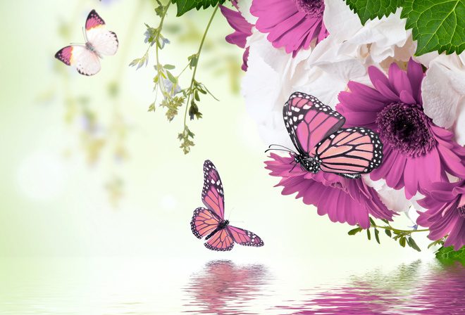 Открытки - открытки с бабочками