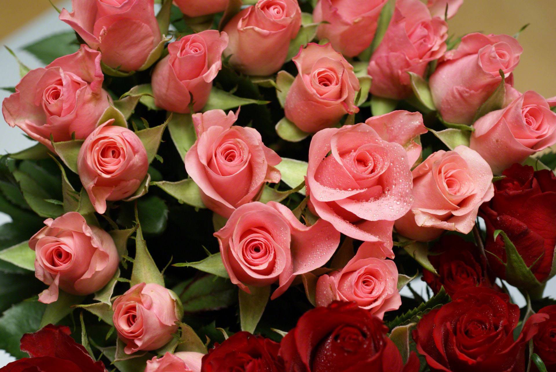 Кустовые розы заставка на рабочий стол