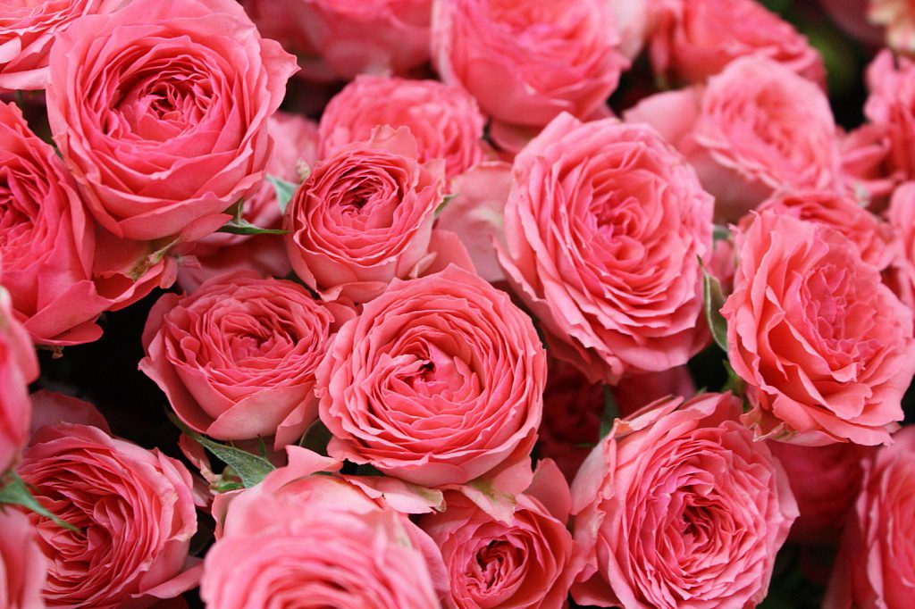 Кустовые розы заставка на рабочий стол