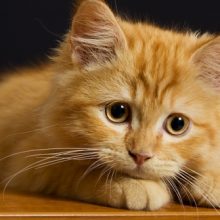 Красивые картинки котов (35 фото)