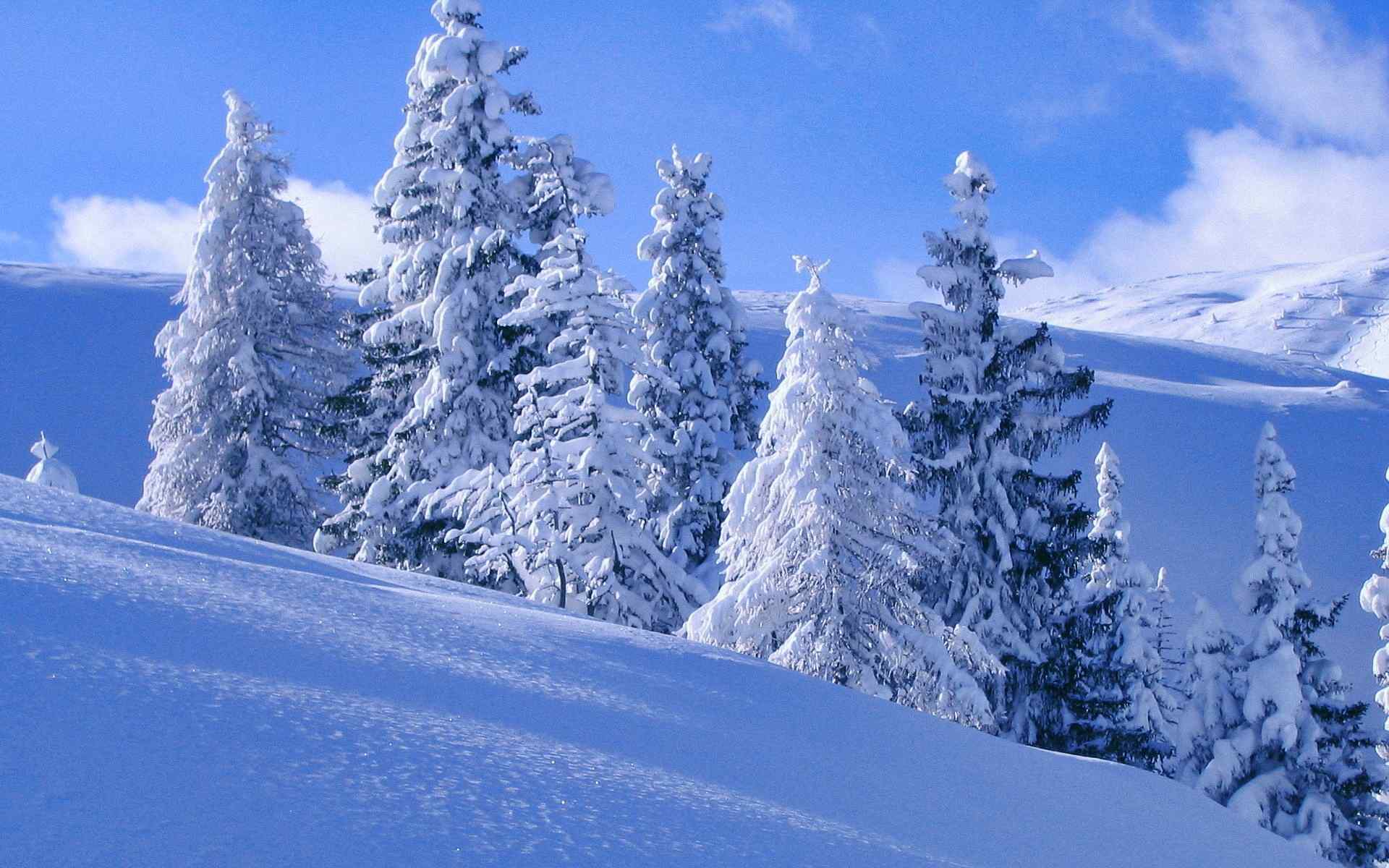Деревья в снегу картинки для детей